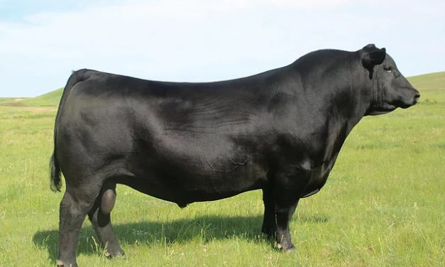 SAV President 10 Straws