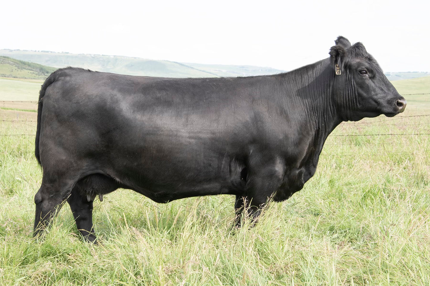 SAV President by DUA 175A 3 Embryos